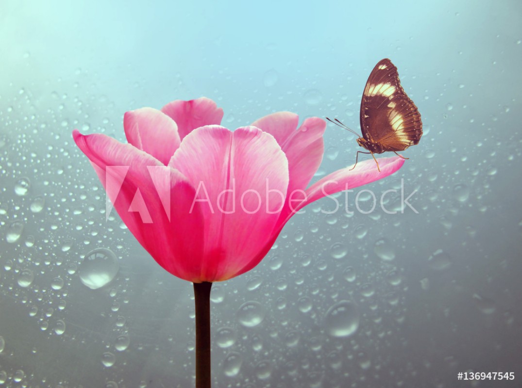 Afbeeldingen van Beautiful tulip with butterfly